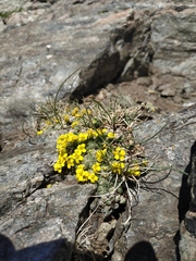 Draba rigida