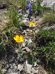 Anemonastrum speciosum
