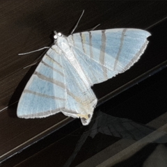 Phrygionis