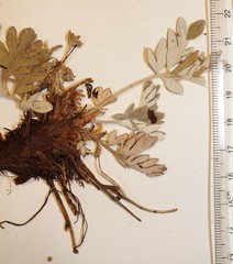 Potentilla pulchella