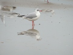 Chroicocephalus ridibundus