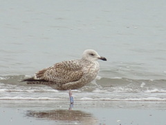 Larus argentatus