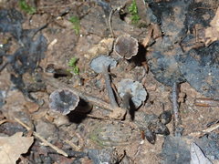 Craterellus calyculus