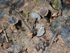 Craterellus calyculus