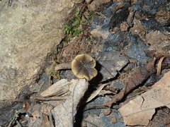 Craterellus calyculus