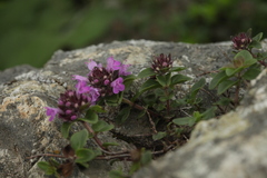 Thymus caucasicus