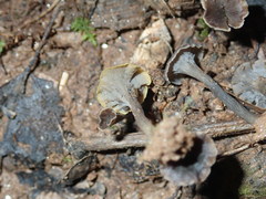 Craterellus calyculus