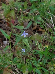 Carlowrightia parviflora
