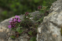 Thymus caucasicus