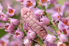 Celastrina argiolus