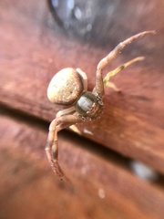 Thomisidae