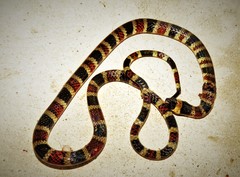 Pliocercus elapoides