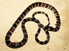 Pliocercus elapoides