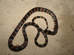 Pliocercus elapoides