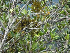 Ileostylus micranthus