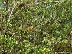 Ileostylus micranthus