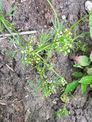 Ammoselinum butleri