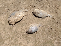 Pygocentrus nattereri