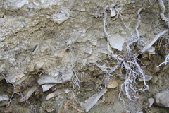 Caliaeschna microstigma