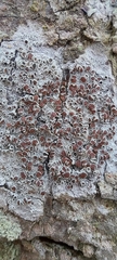 Lecanora argentata
