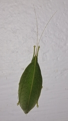 Phyllomimini