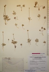 Ranunculus pedatifidus affinis
