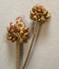 Ranunculus pedatifidus affinis