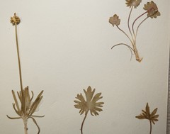 Ranunculus pedatifidus affinis