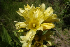 Gentiana burseri