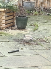 Streptopelia decaocto