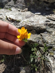 Anemonastrum speciosum
