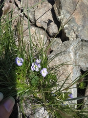 Veronica telephiifolia glareosa