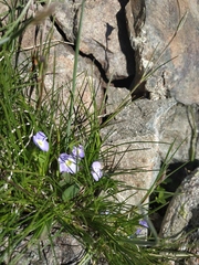 Veronica telephiifolia glareosa