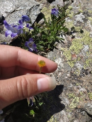 Anemonastrum speciosum