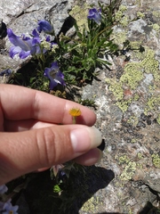 Anemonastrum speciosum