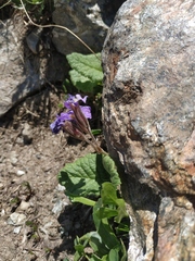 Primula amoena