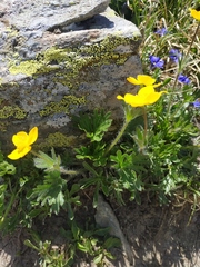 Anemonastrum speciosum
