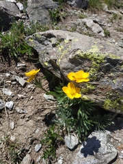 Anemonastrum speciosum