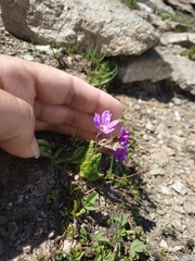 Primula amoena
