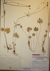 Ranunculus pedatifidus affinis