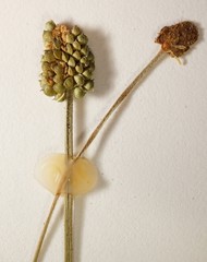 Ranunculus pedatifidus affinis