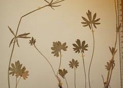 Ranunculus pedatifidus affinis