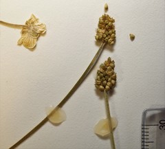 Ranunculus pedatifidus affinis
