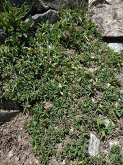 Trifolium polyphyllum