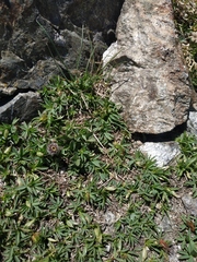 Trifolium polyphyllum