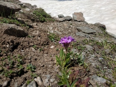 Primula amoena