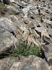 Alopecurus glacialis