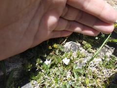 Veronica telephiifolia glareosa