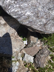 Veronica telephiifolia glareosa