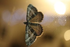 Chrysolarentia subrectaria